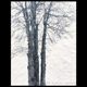 bare tree in the stark winter light