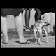 small dog beside long sandy legs on york beach maine