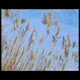 golden sea grass blowing in the wind