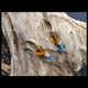 amber and blue vintage earrings