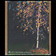 kennebunk maine birch tree and autumn leaves