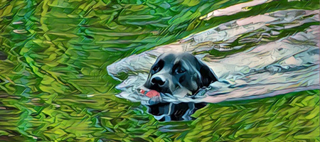 black lab dog swimming in green water pond with orange ball in his mouth in kennebunk