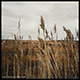 marsh grasses blowing in the wind painting