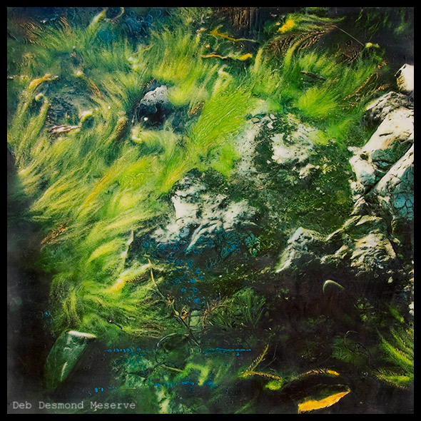 green seaweed under water on rock