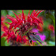 bee balm red shutter gallery kennebunk